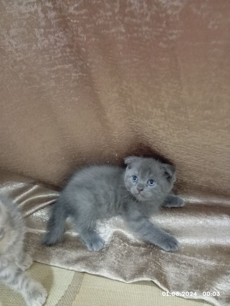 Срочно продам катят 1 мамаша 5 малыша