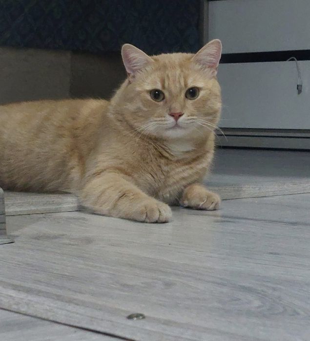 Pisica Ofer spre adopție