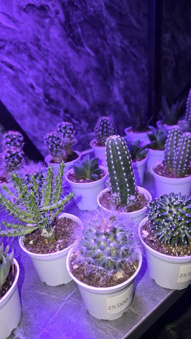 Kaktuslar xar xilidan