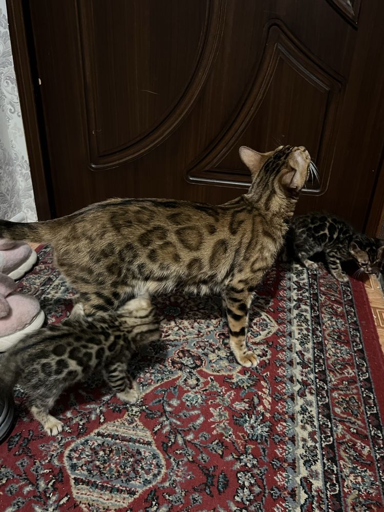Bengalski mushu