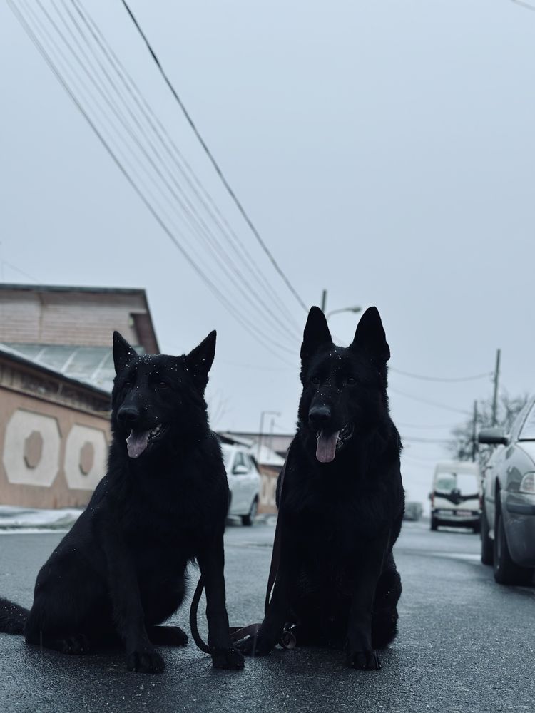 Dresaj Canin la domiciliu DogCare