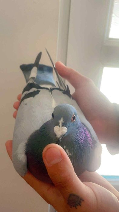 Porumbei voiajori Albi