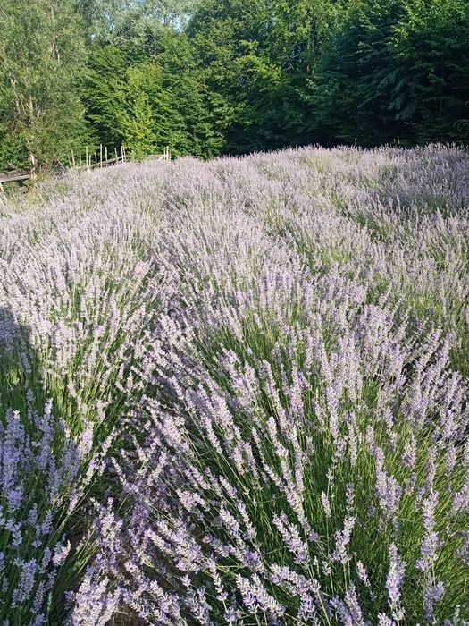 avem la vănzare ulei apă floare toate din propria mea afacere le am i