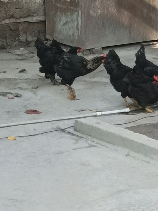 Qora hashaki xoʻrozlar