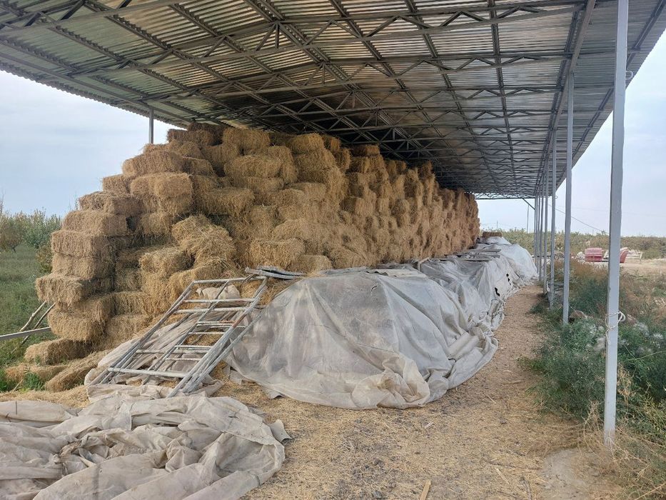 Срочно беда сотилади.