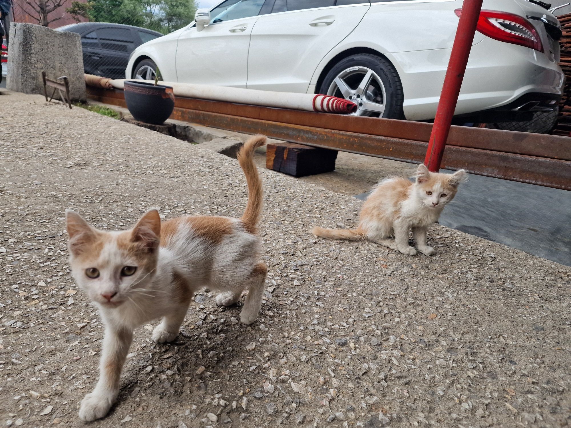 Подарявам котенца
