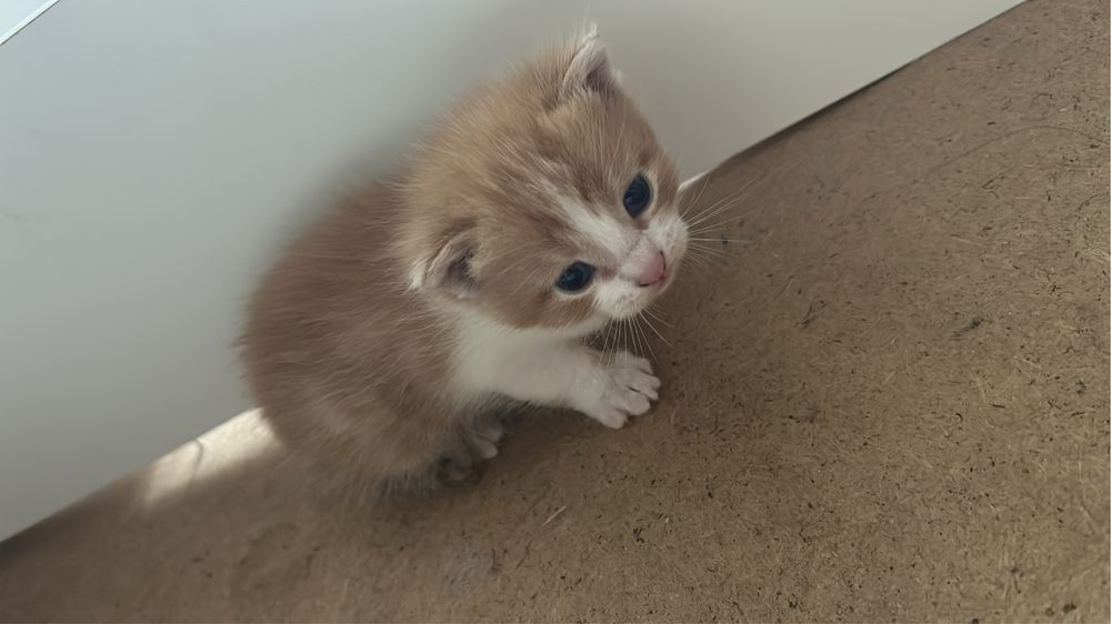 Отдам котят   От вислоухой кошки