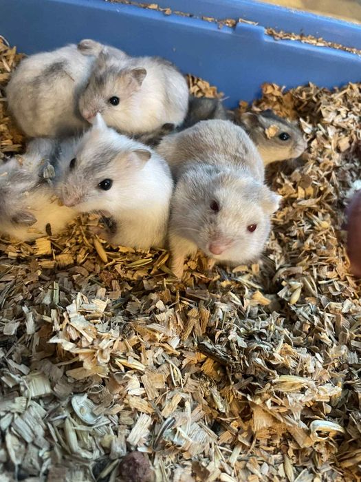 Hamsteri pitici Campbell