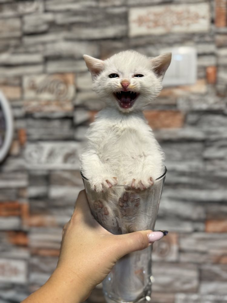 Белые котята мышеловы