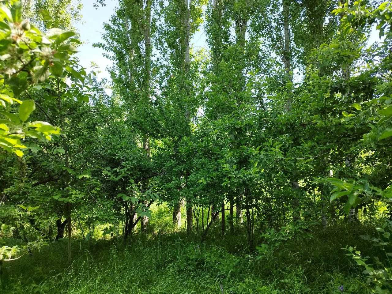 Земельный участок 22 сотки  в горах /Нанай/