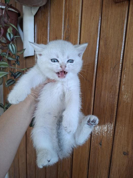 Серебристый шиншилла