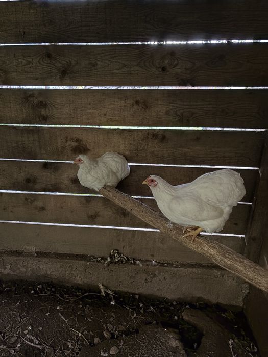 Vand wyandotte pitic alb