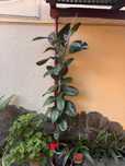 Vând ficus extrem de frumos