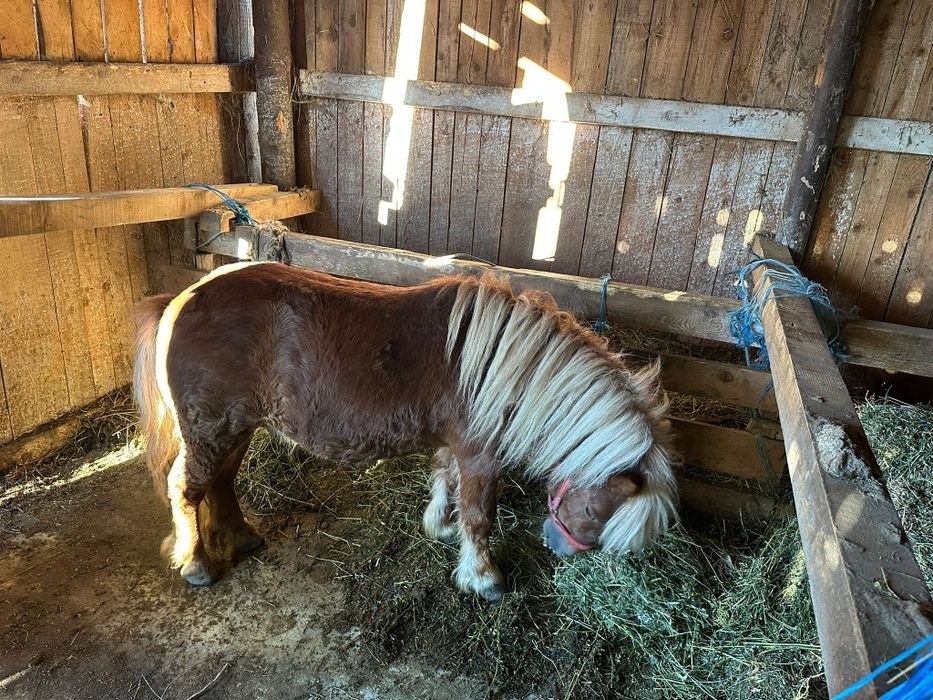 Ponei foarte cuminte talie mic