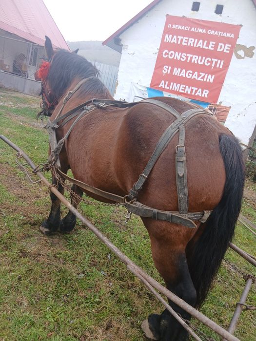 Vând iapa și manza