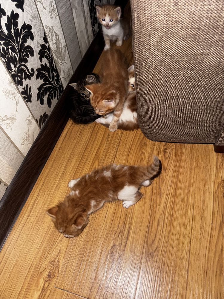 Котята пародия Швецарская