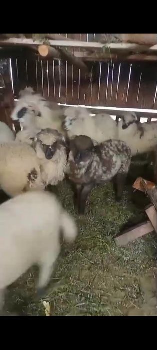 Vând oi la preț bun