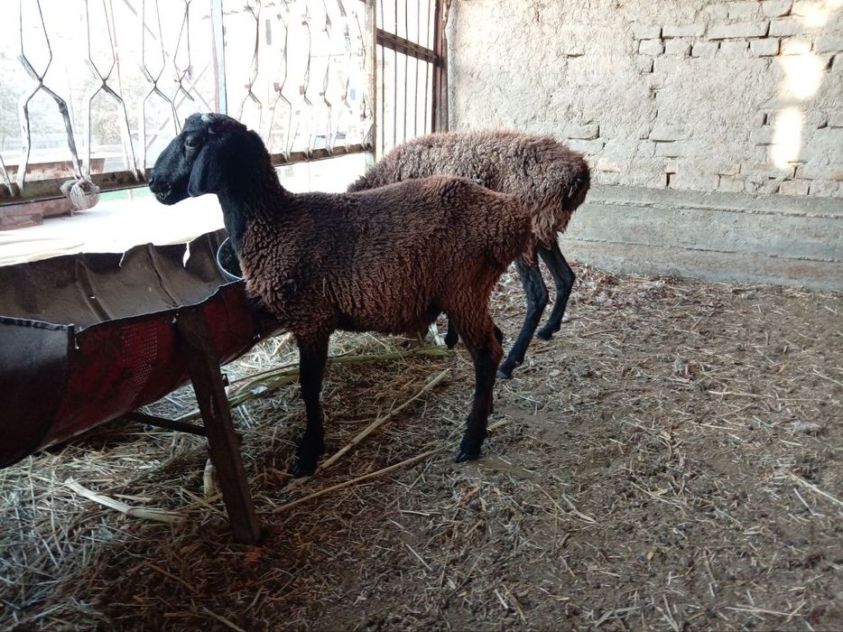 Она бола куй сотилади боласи кучкор онаси бугоз 6500