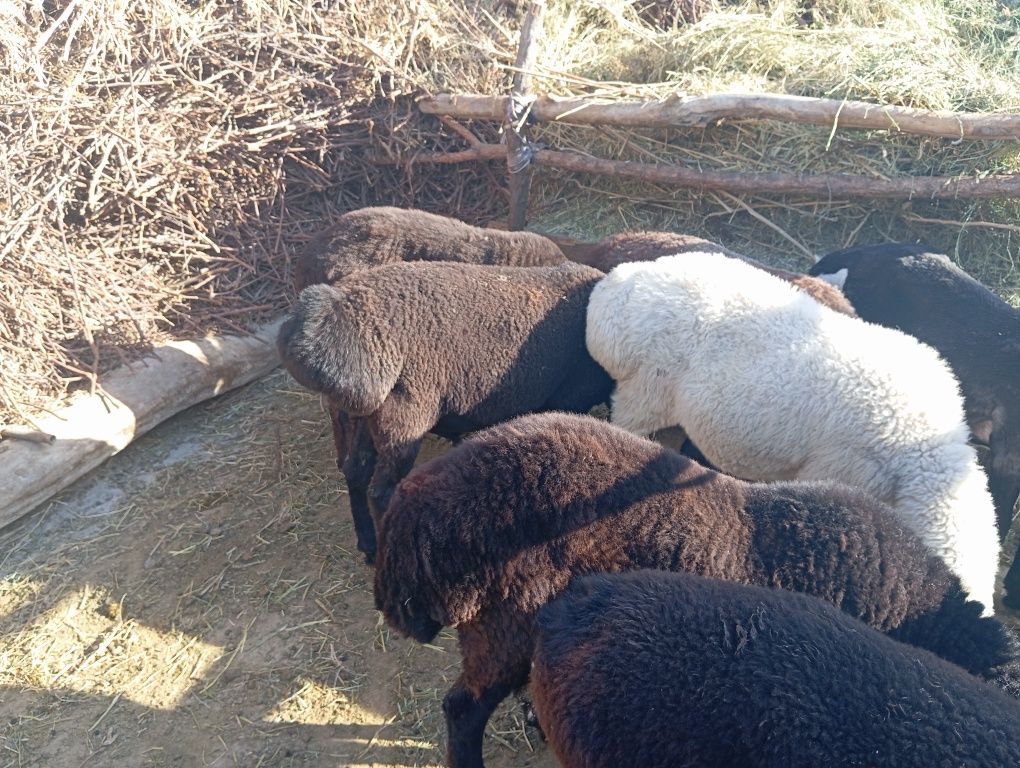 Qochqorlar sotiladi Manzil Buxoro Vobkent