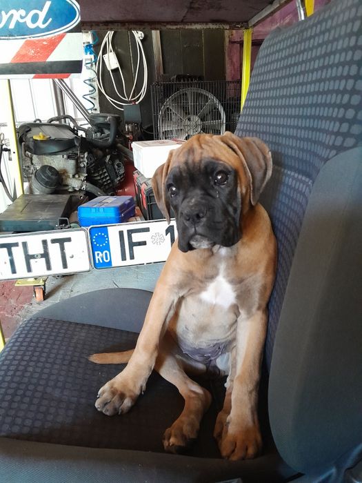 Cățel boxer 3 luni