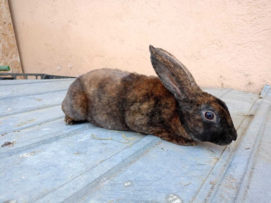 Iepuri rex dalmațian