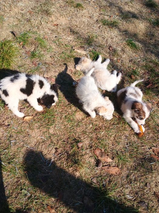 Donez pui de câini metiși