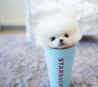 Pomeranian puppy