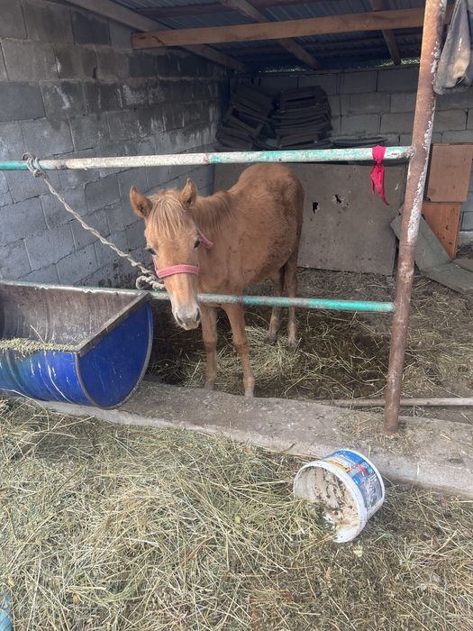 Жабагы сатылады