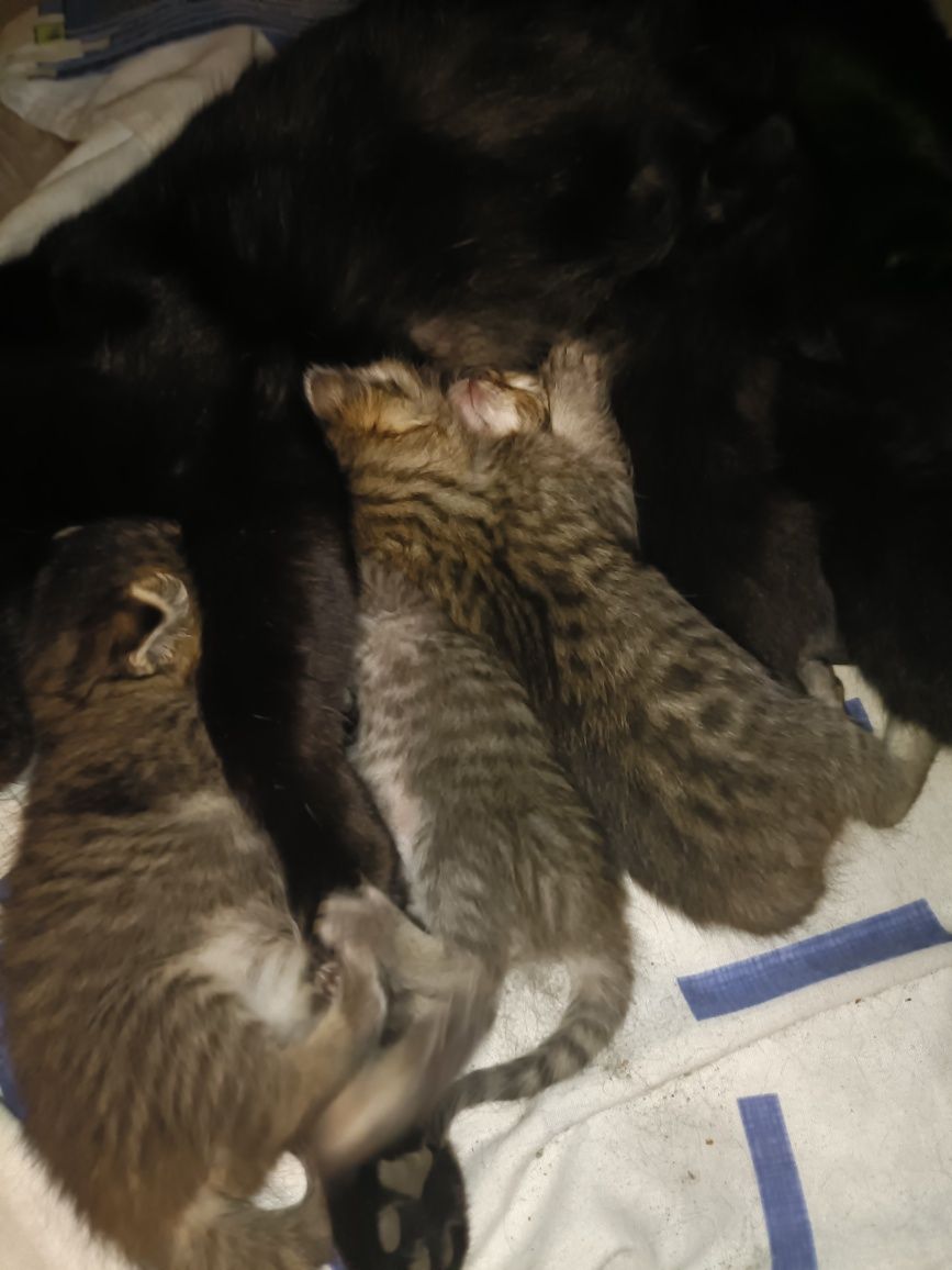 Отдам даром котят