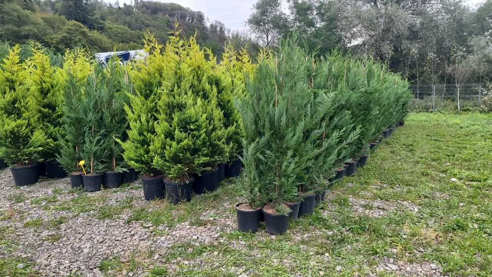 leylandy gold ,plante ornamentale