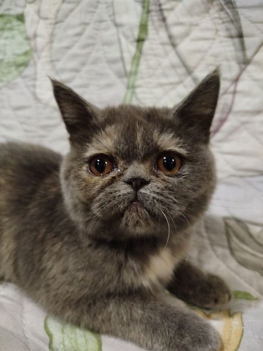 экзотическая короткошерстная