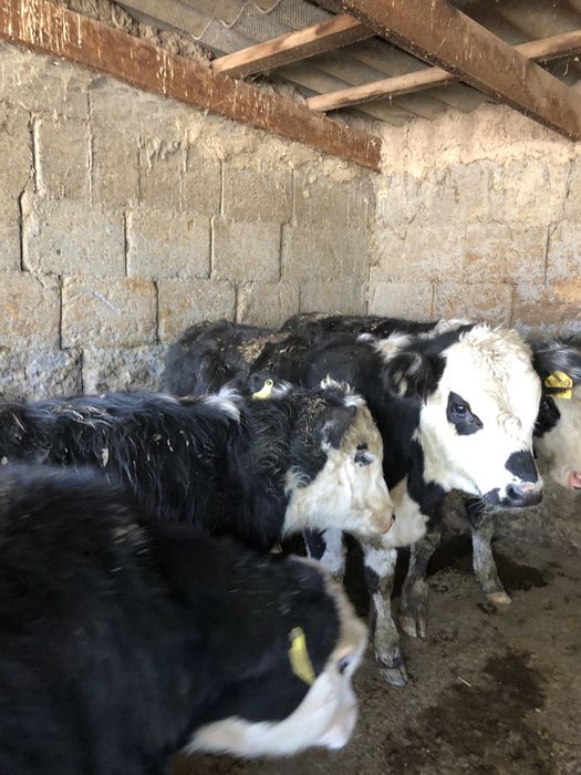 Продаю быков.