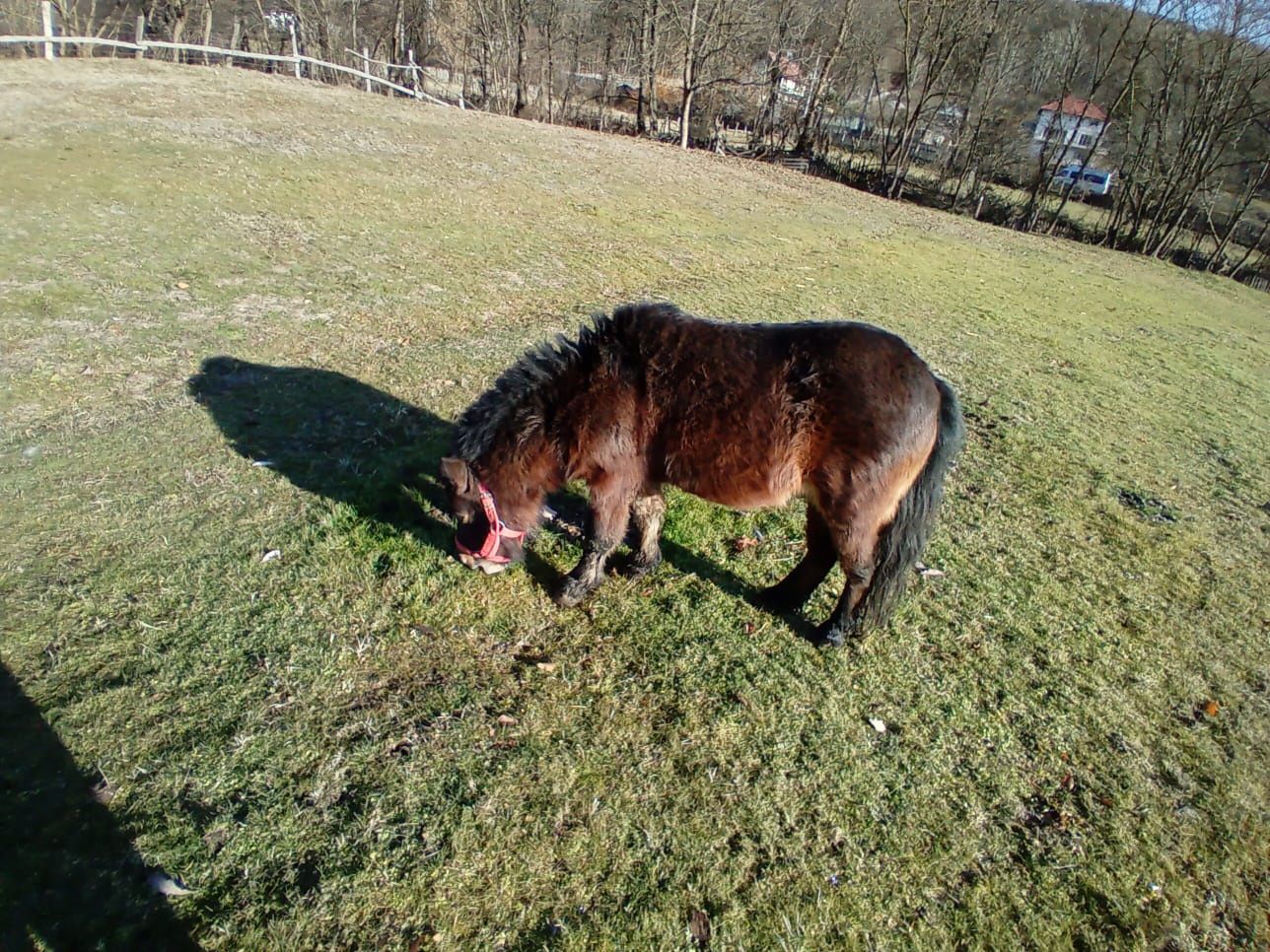 Vând ponei  blând