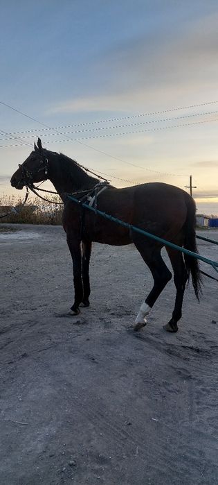 Продам жеребца иноходец