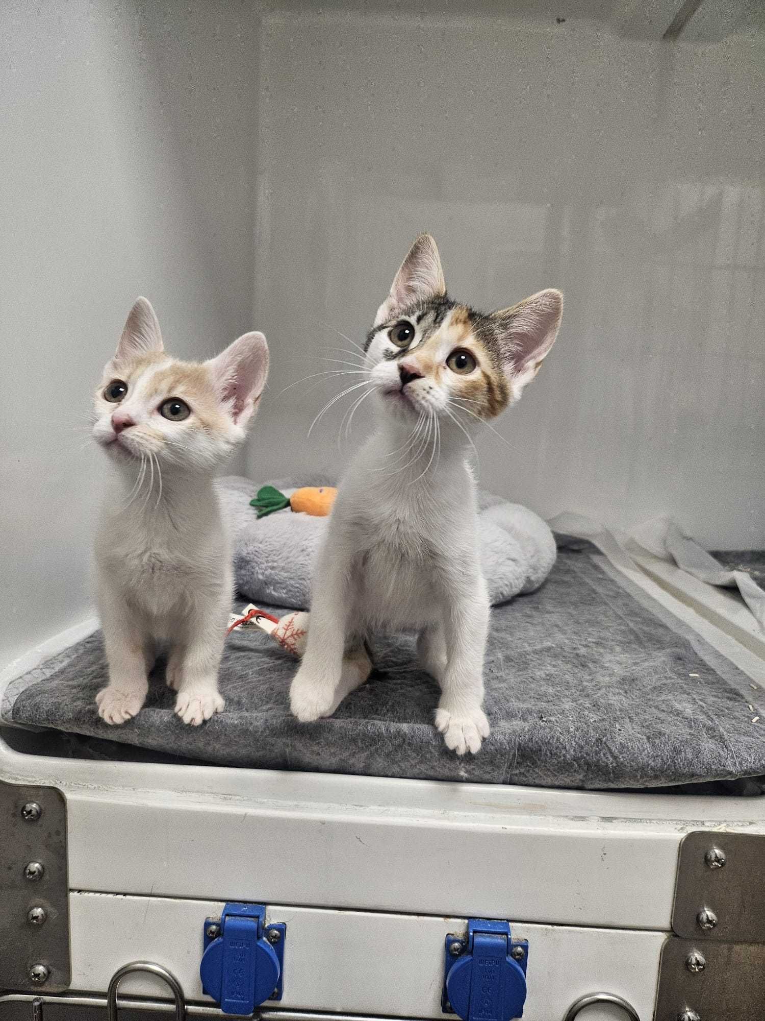 Ofer spre adoptie pisicute - Luna si Cleo