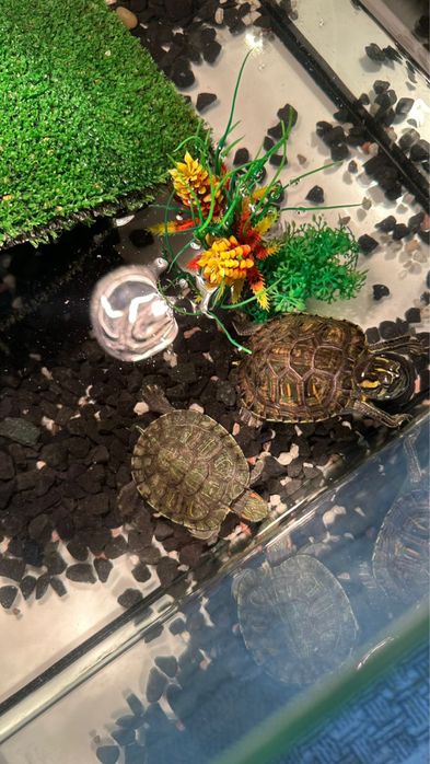 Водные черепахи питомцы