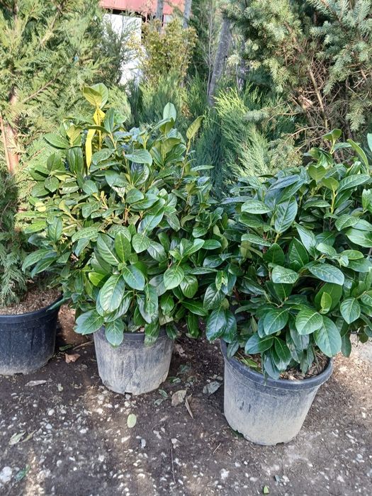 Plante ornamentale