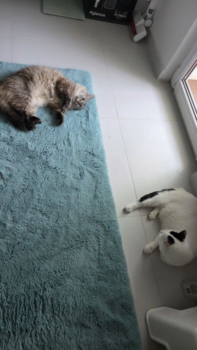 Petsitter dedicat – atenție, grijă și poze în timp real