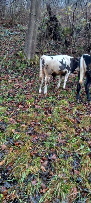 Vand vitel de 5 luni