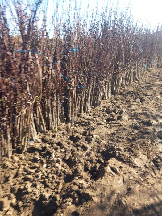 Vând pomi fructiferi altoiți soiuri premiu anul 3