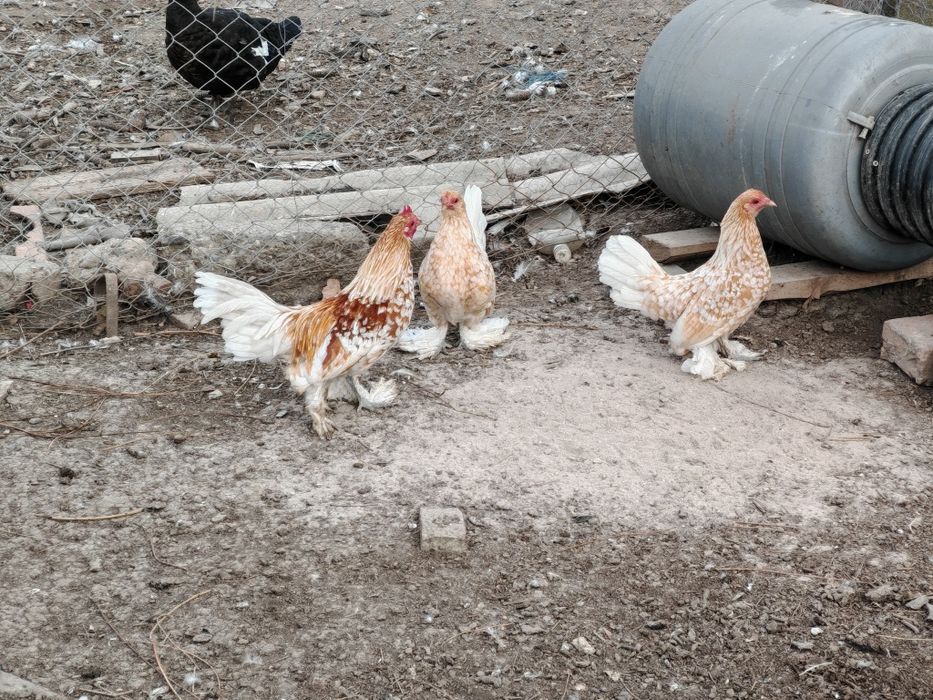 Familie mii de flori