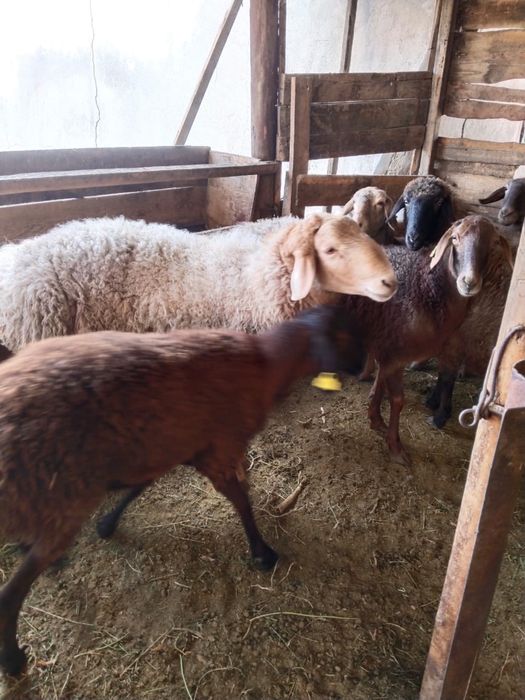 Кошкар 1,7 месяцев