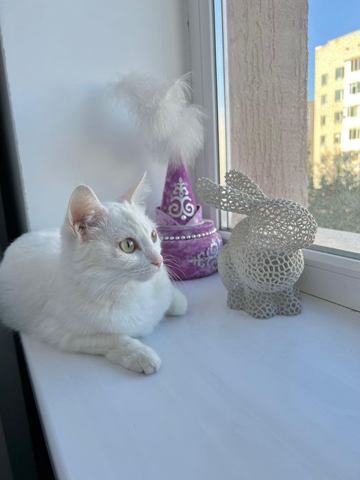 Отдам в хорошие руки кошечку