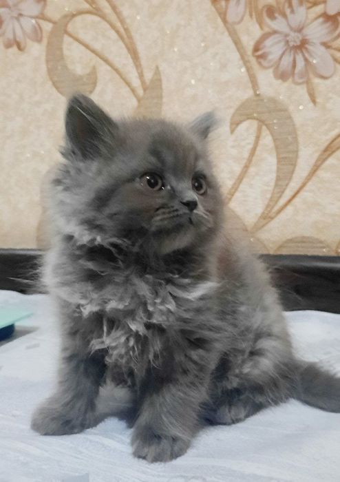 Кошка мушу Хеллон фолд