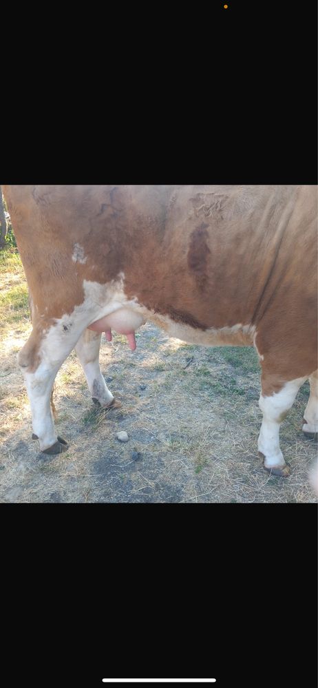 Vaca cu vitel de vanzare