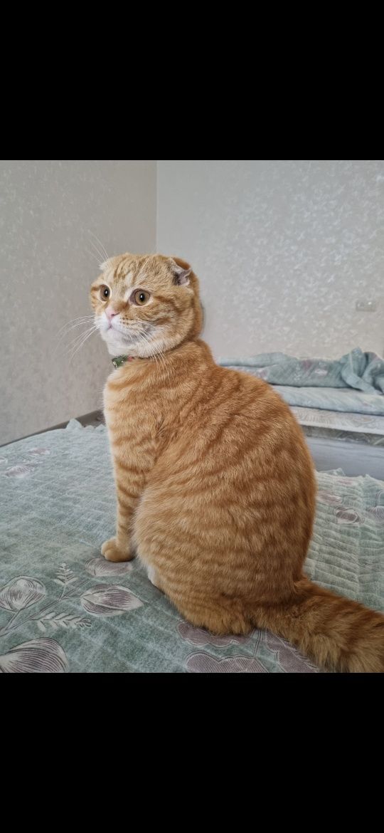 Шотландский вислоухий скотиш фолд