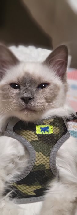 Бирманска Котка -единствена в България