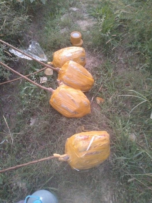 Жеміс ағаштар