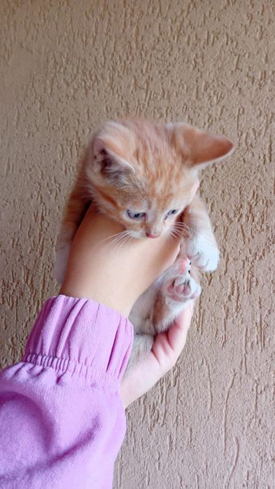 Pisicuțe spre adopție