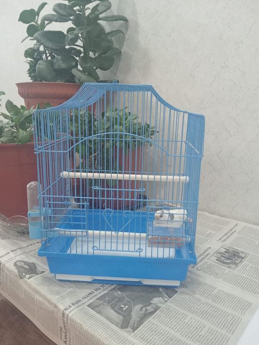 Продам попугая 15000